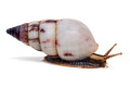 Limicolaria agathina Nigeria adult